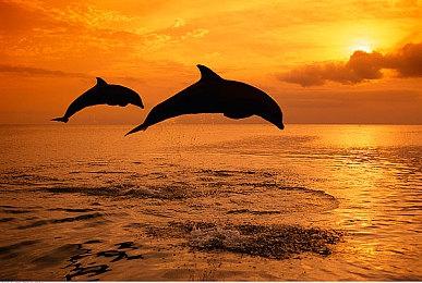 《极限滑雪》曾有精神续作开发中 如今已经取消